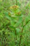 Lepidium perfoliatum