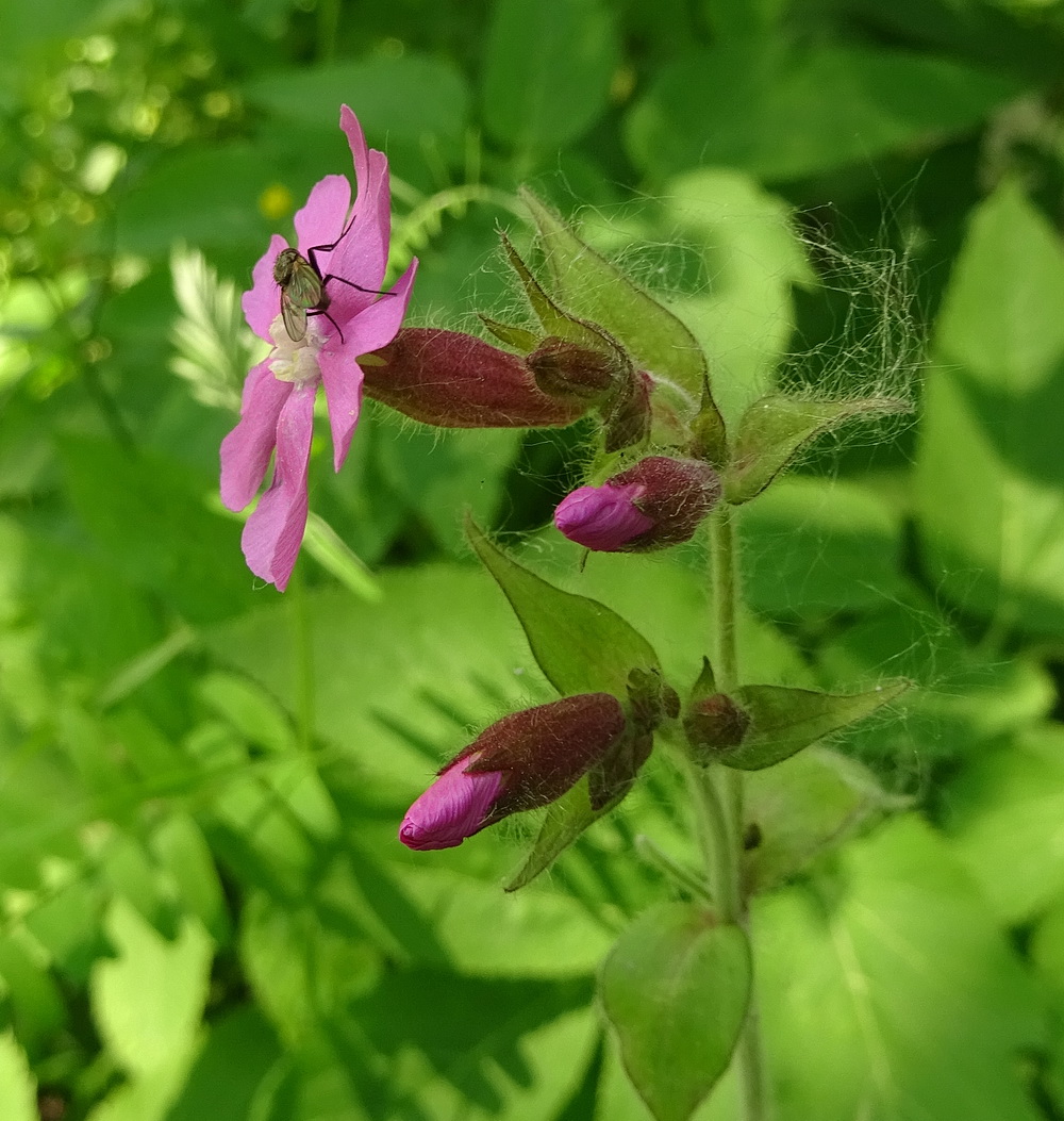 Изображение особи Melandrium dioicum.