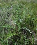 Cirsium serrulatum