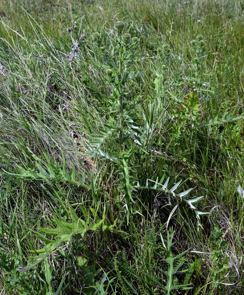 Image of Cirsium serrulatum specimen.