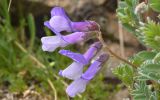 Vicia sosnowskyi. Соцветие. Карачаево-Черкесия, Карачаевский р-н, Большой Кавказ, правый борт долины Дорбунчат в р-не перевала Охотничий, ≈ 3180 м н.у.м., частично задернованный каменисто-щебнистый склон. 24.07.2023.