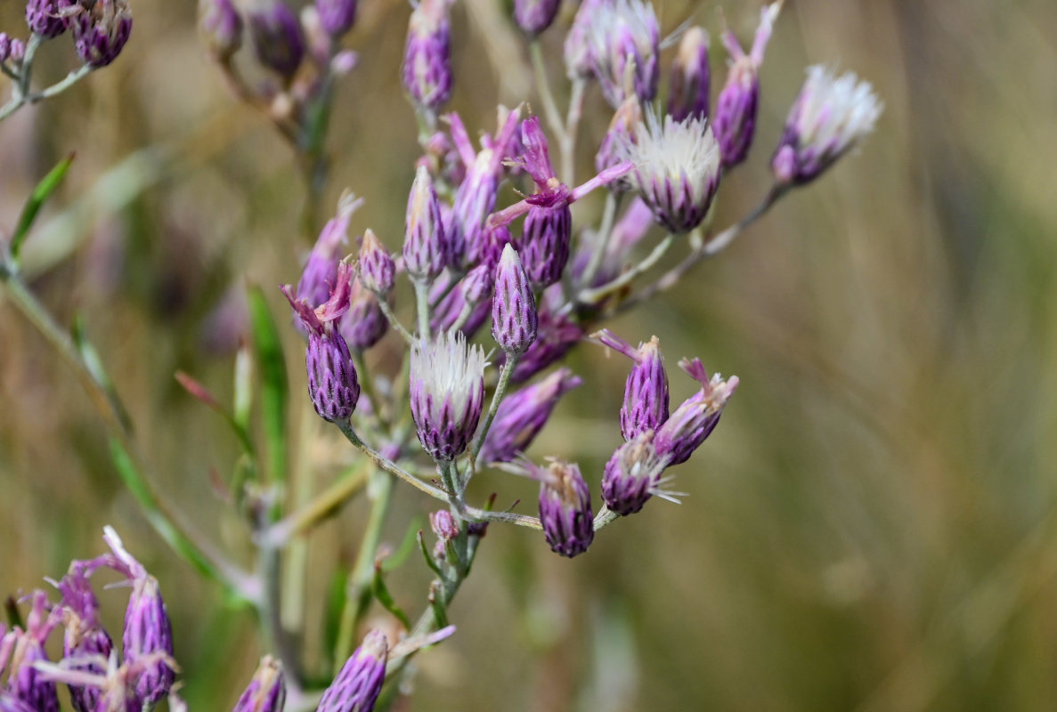 Image of Jurinea multiflora specimen.