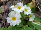 Primula vulgaris