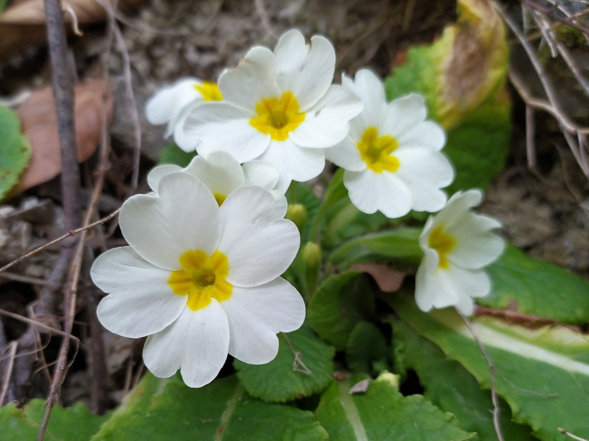 Изображение особи Primula vulgaris.