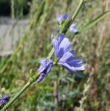 Cichorium intybus