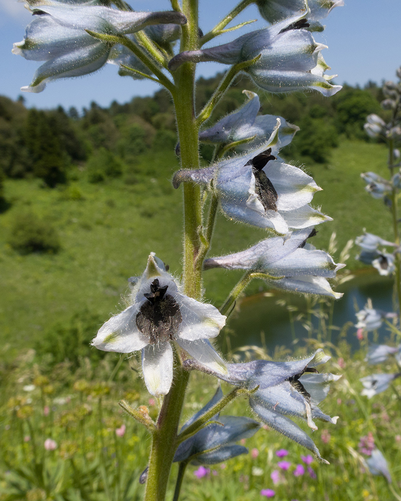 Image of Delphinium dasycarpum specimen.