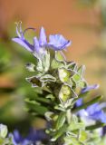 Rosmarinus officinalis variety prostratus