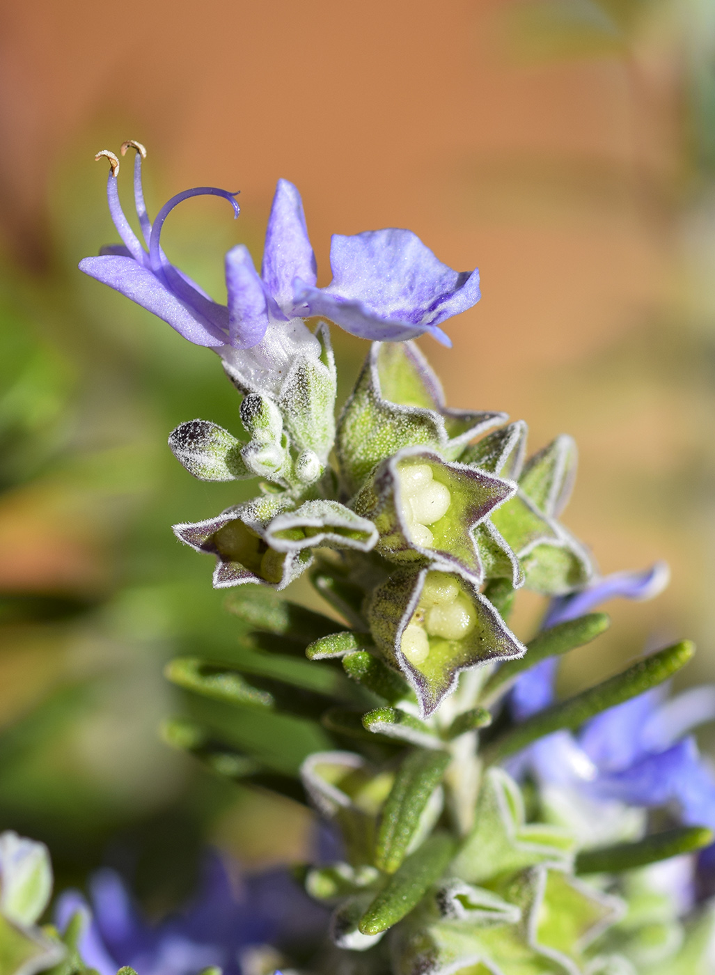 Image of Rosmarinus officinalis var. prostratus specimen.