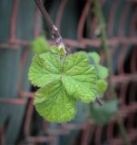 genus Rubus. Лист. Абхазия, Гагрский р-н, с. Лдзаа, озеленение. 11.04.2024.