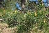 Pinus sylvestris