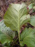 Bergenia crassifolia