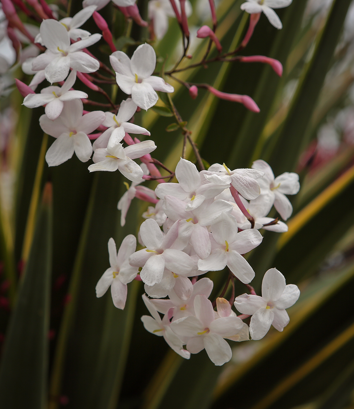 Image of Jasminum polyanthum specimen.