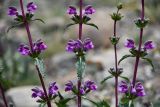 Phlomoides zenaidae. Части соцветий. Казахстан, Алматинская обл., хр. Торайгыр, галечниковый склон. 6 мая 2024 г.