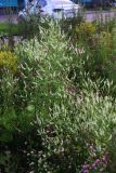 Melilotus albus
