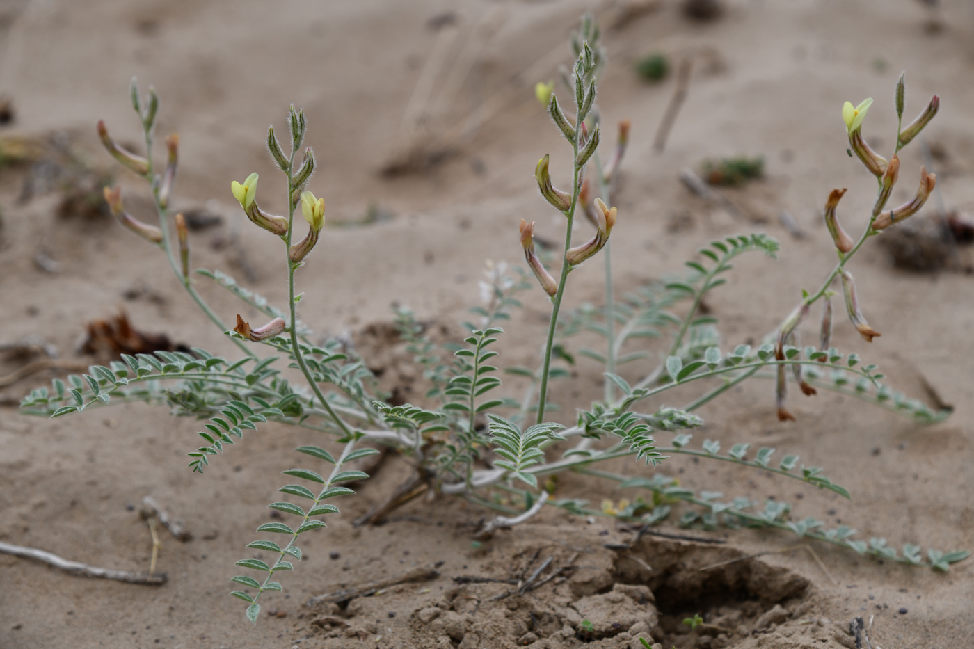 Изображение особи Astragalus turczaninowii.