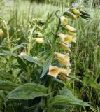 Digitalis grandiflora
