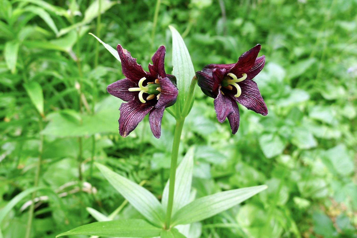 Image of Fritillaria camschatcensis specimen.