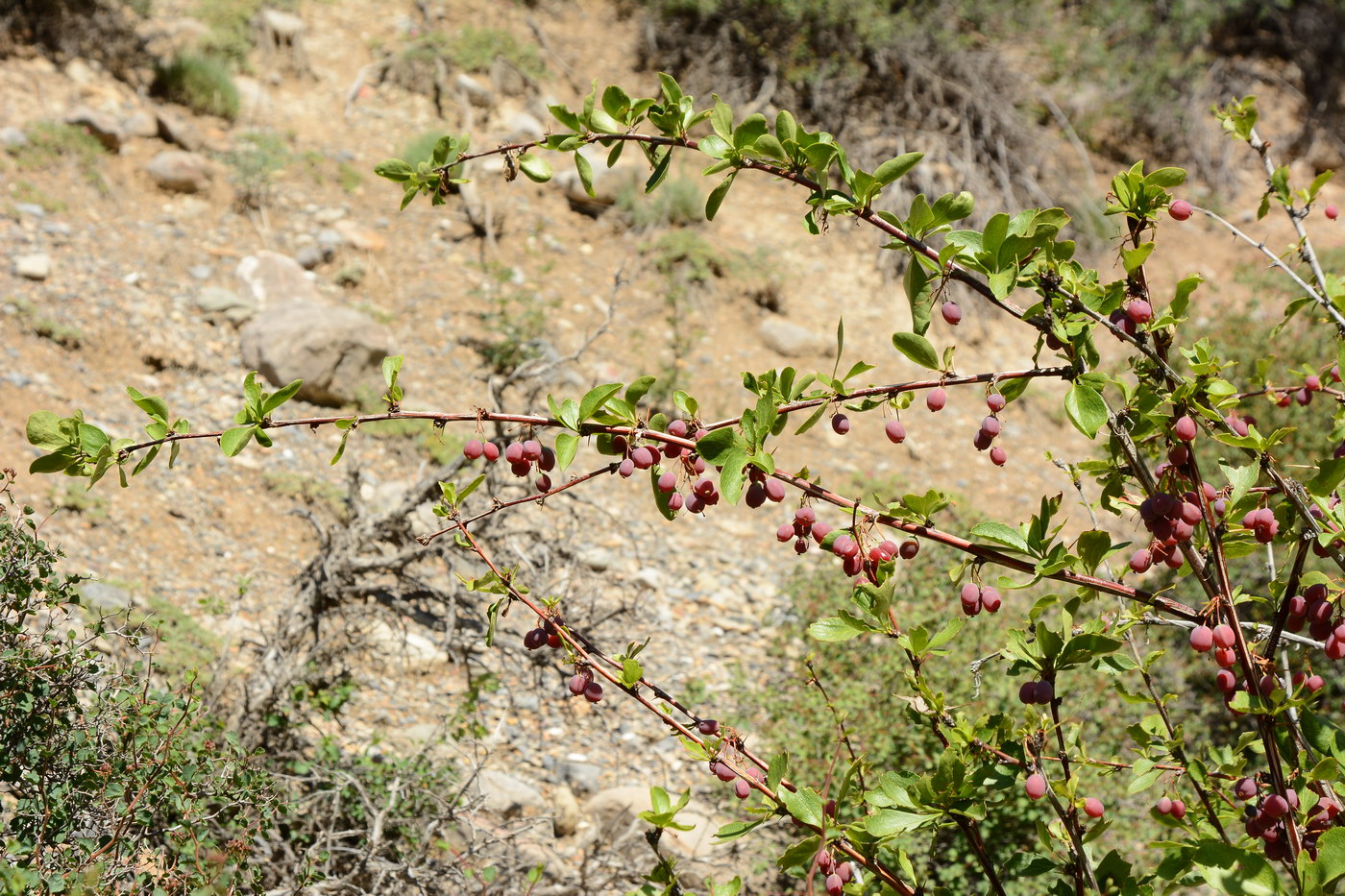 Image of Berberis sphaerocarpa specimen.