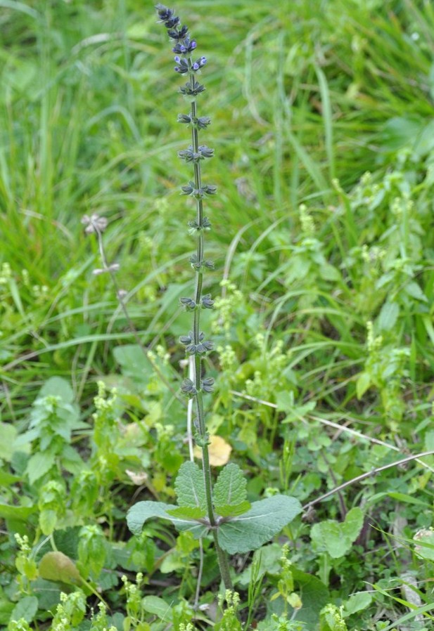 Image of Salvia verbenaca specimen.
