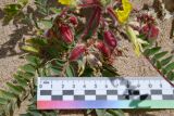 Astragalus rubtzovii