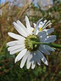 Tripleurospermum inodorum