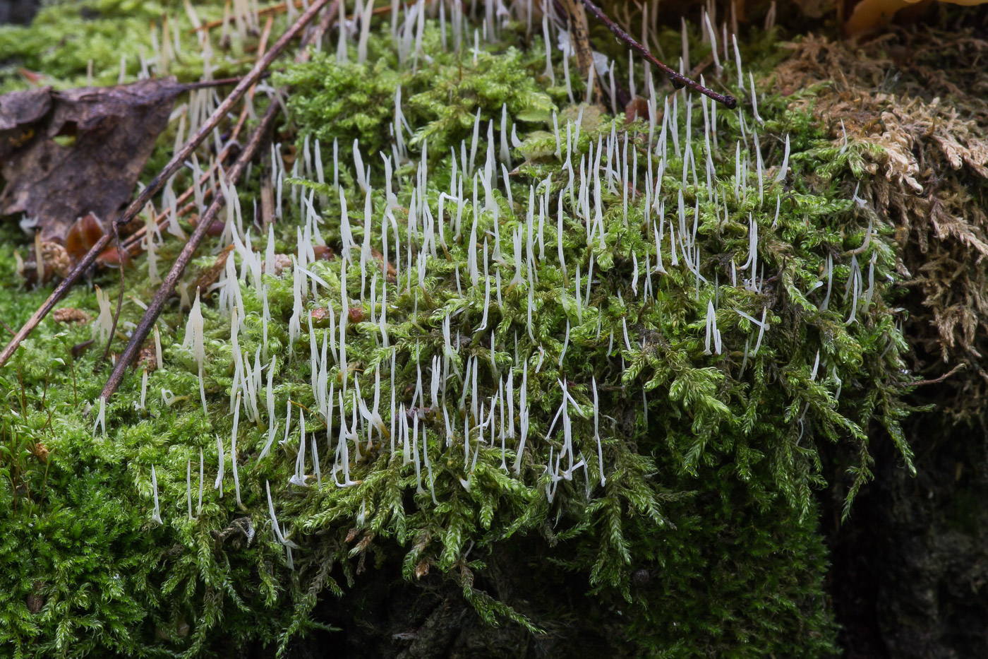 Image of Sanionia uncinata specimen.