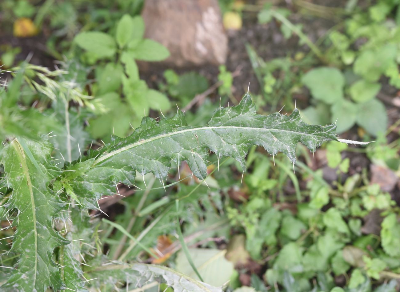 Image of Cirsium echinus specimen.