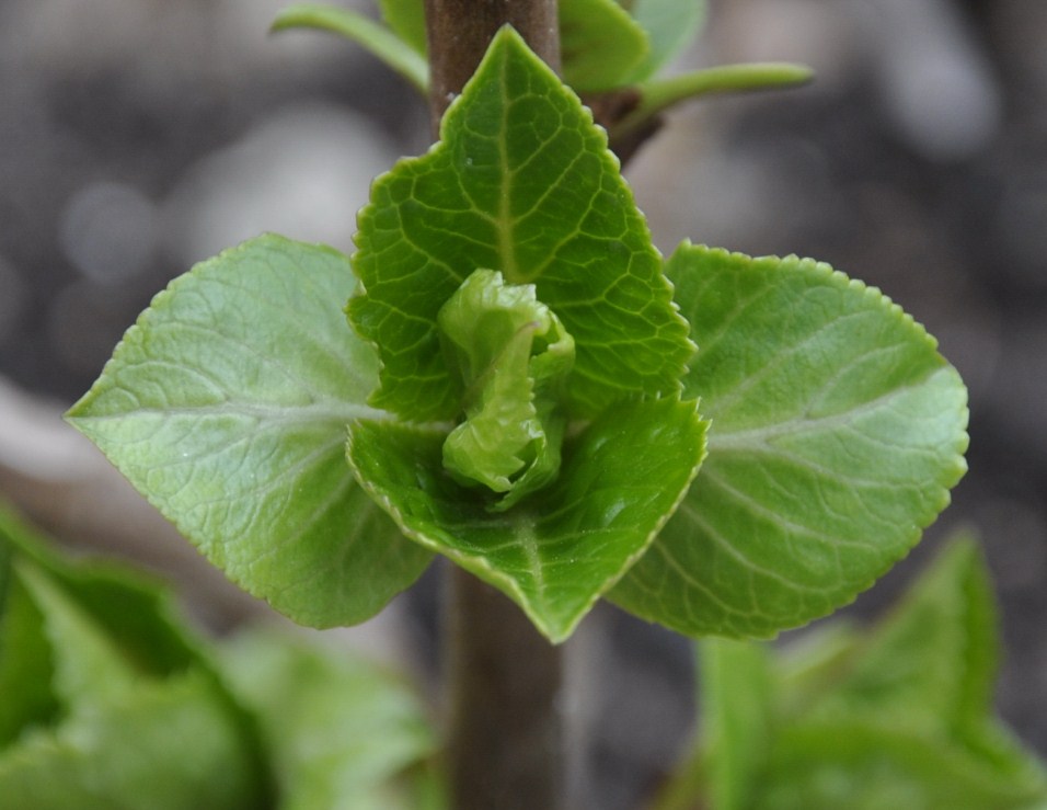 Image of Hydrangea macrophylla specimen.