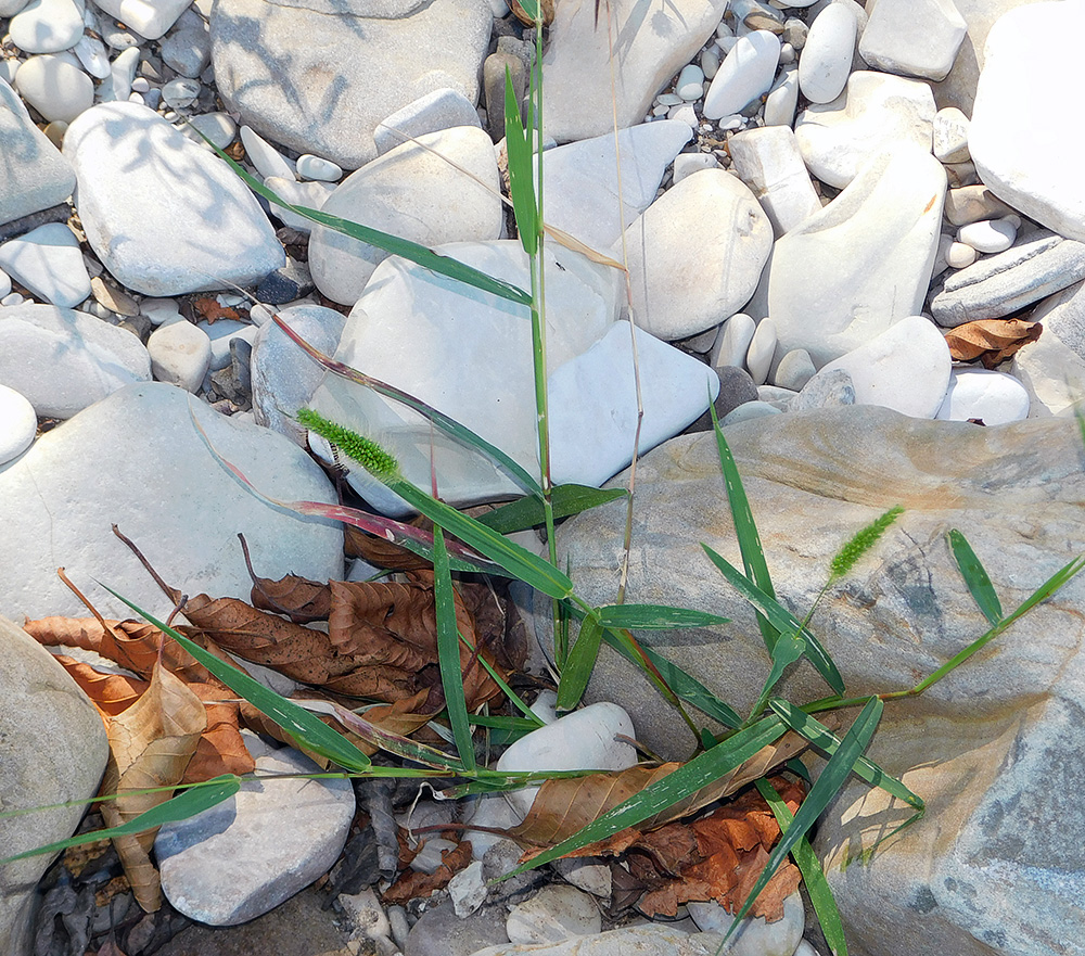 Image of Setaria viridis specimen.