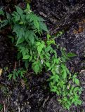 Rubus niveus