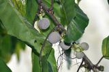 Poikilospermum suaveolens. Часть ветви с развивающимися соцветиями. Вьетнам, пров. Даклак, окр. г. Буонметхуот, урез воды у водопада Драй Нур. 04.08.2024.