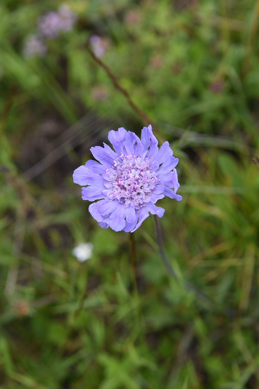 Image of genus Lomelosia specimen.