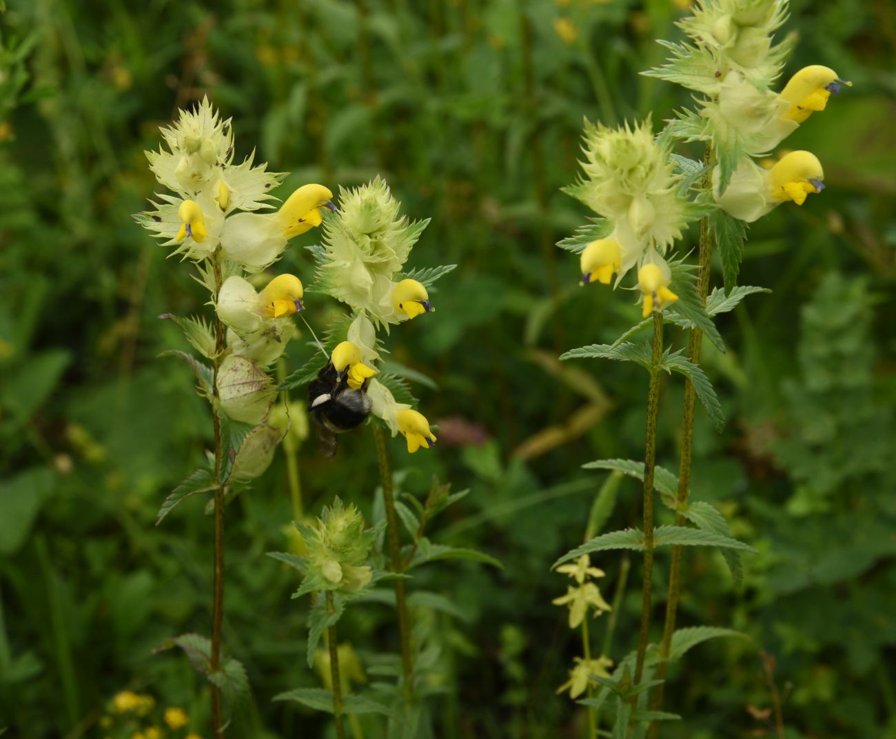 Image of Rhinanthus vernalis specimen.