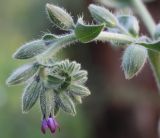 Anchusa undulata. Часть соцветия. Израиль, г. Кирьят-Оно, эвкалиптовый сквер. 28.02.2011.