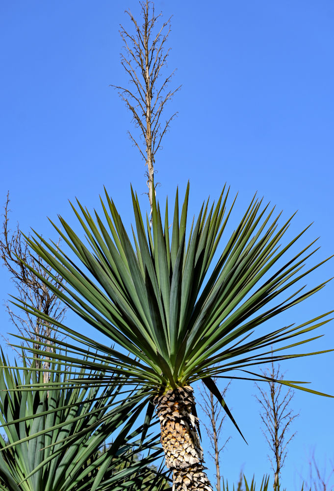 Изображение особи род Yucca.