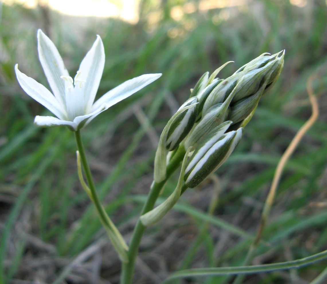Изображение особи Ornithogalum amphibolum.