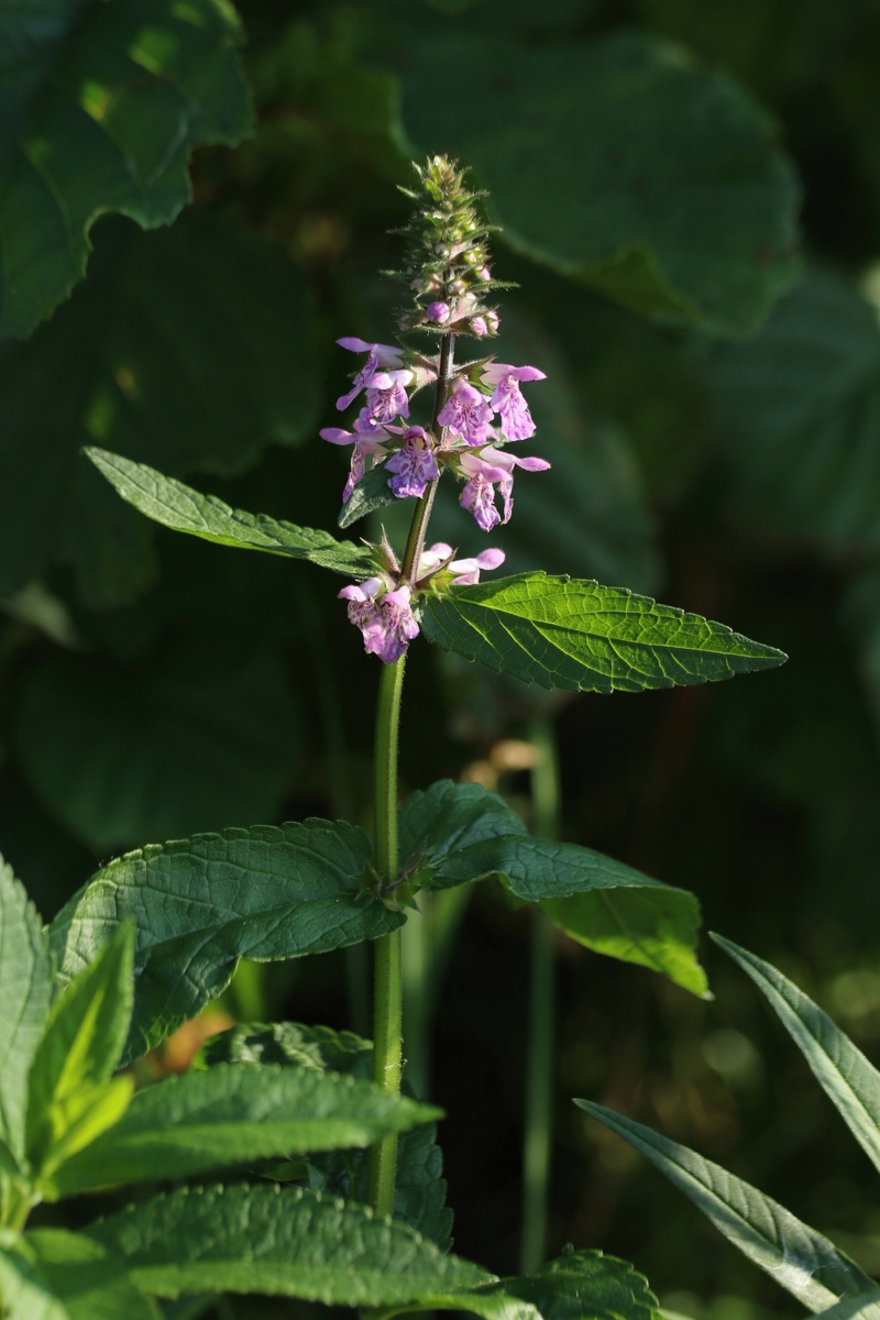 Изображение особи Stachys palustris.