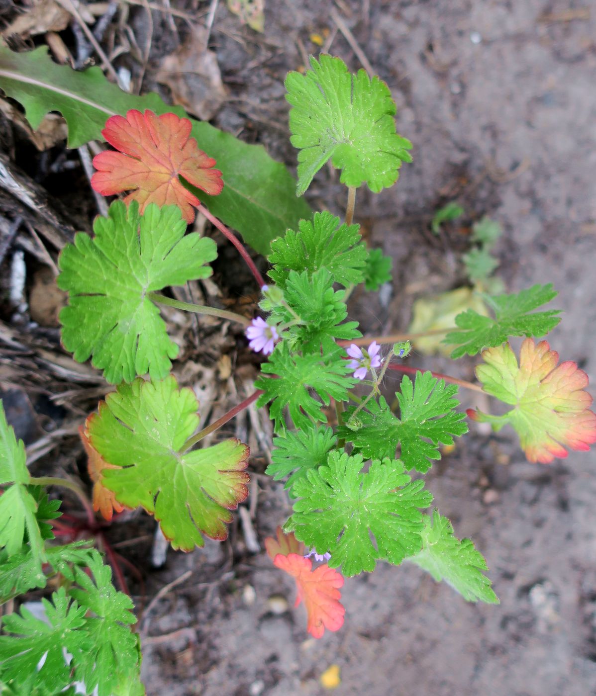 Image of Geranium pusillum specimen.