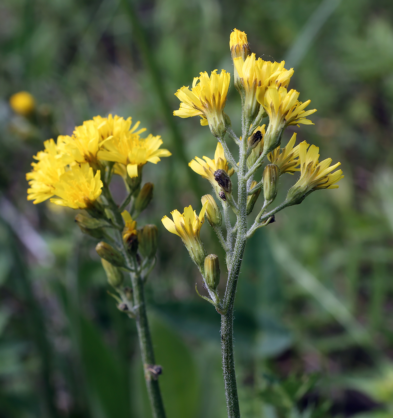 Image of familia Asteraceae specimen.