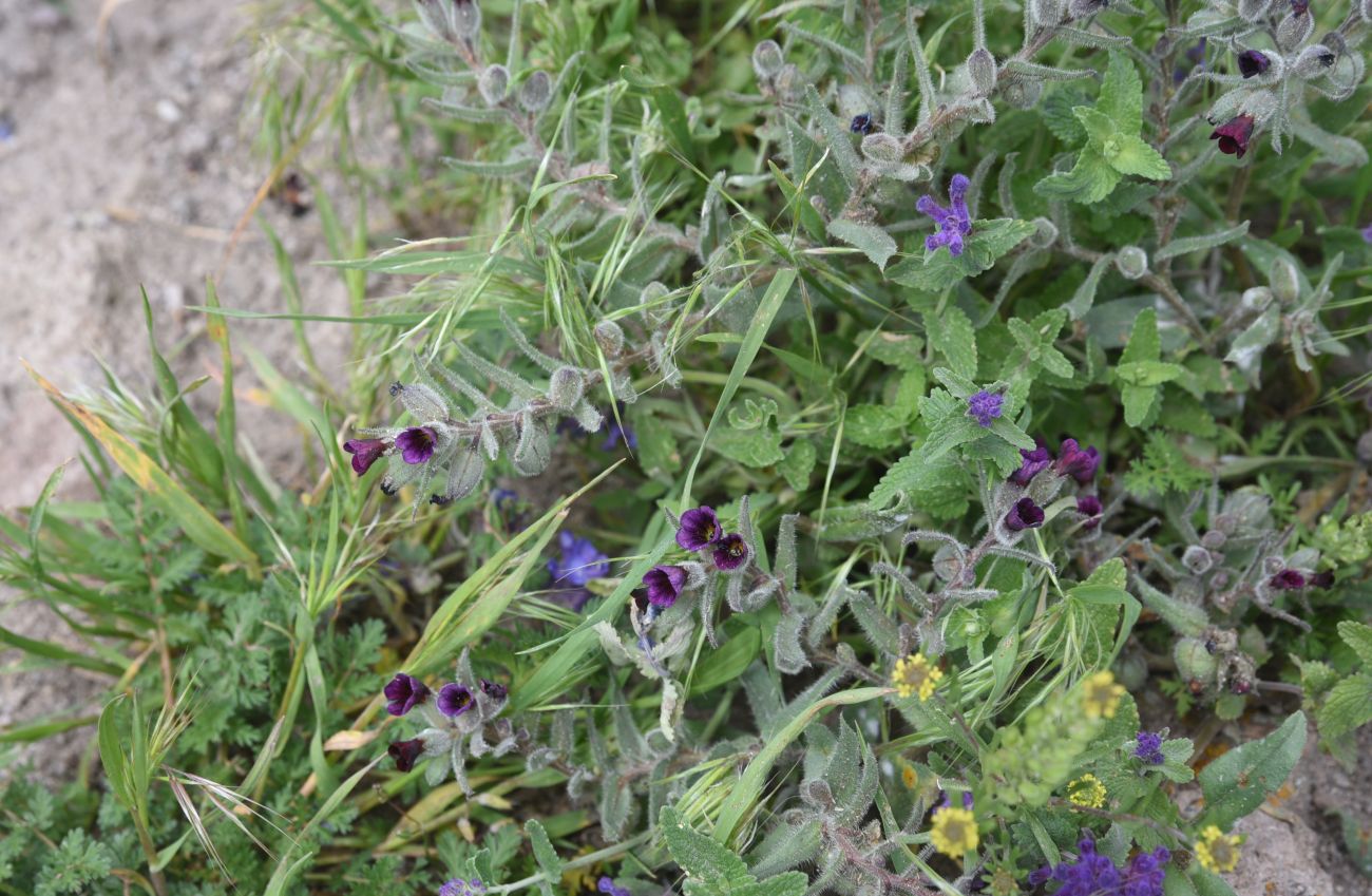 Image of genus Nonea specimen.