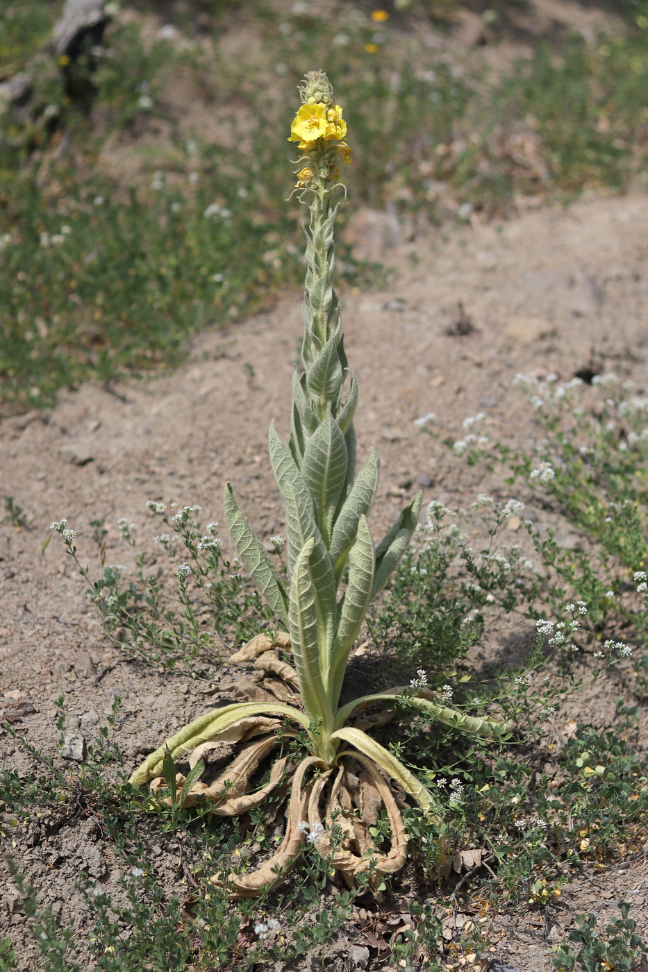 Image of Verbascum phlomoides specimen.