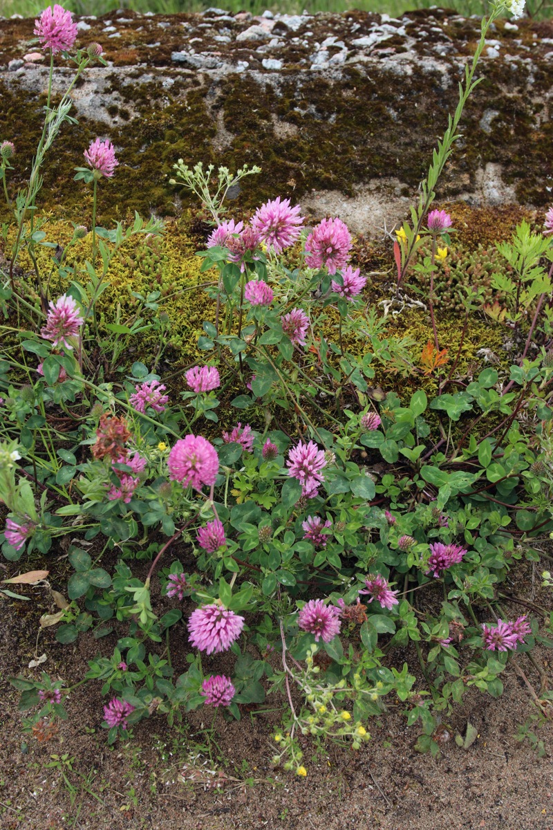 Image of Trifolium pratense specimen.