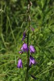 Campanula rapunculoides