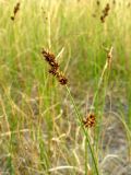 Carex colchica