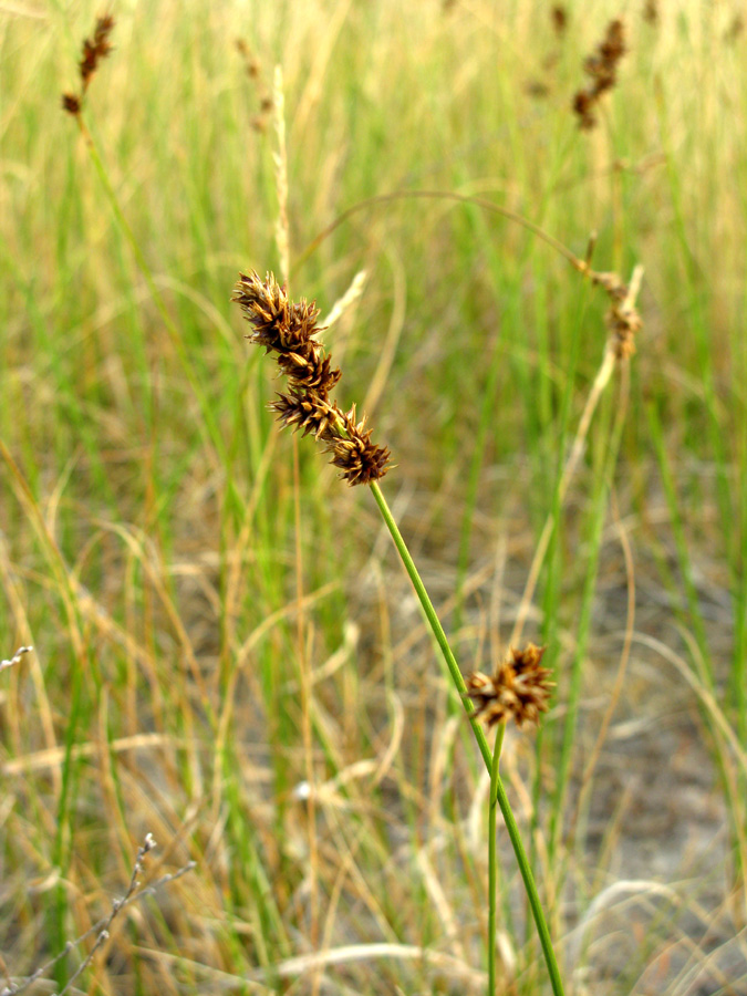 Image of Carex colchica specimen.