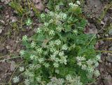 Aulacospermum simplex