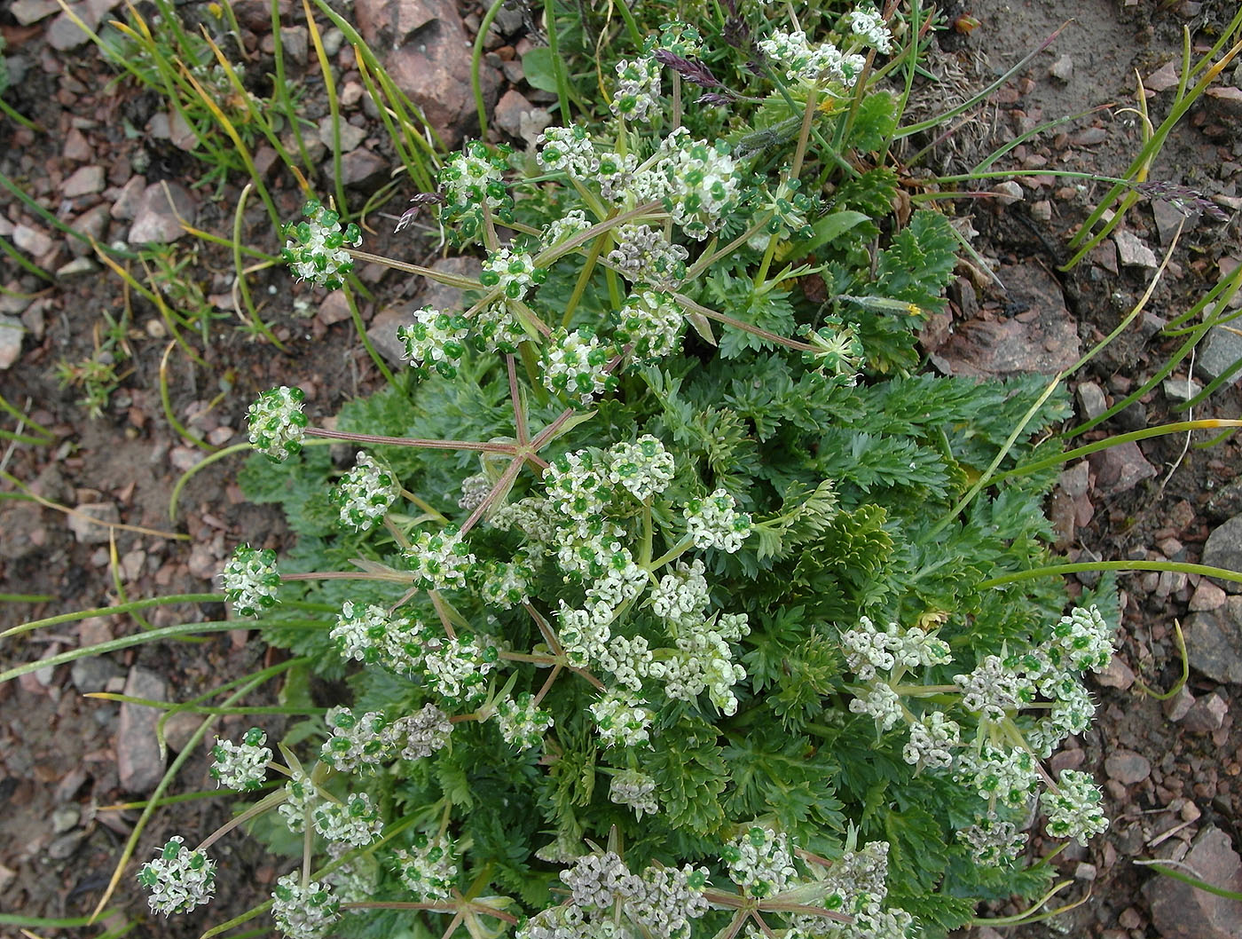 Image of Aulacospermum simplex specimen.