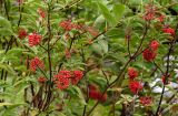 Sambucus racemosa