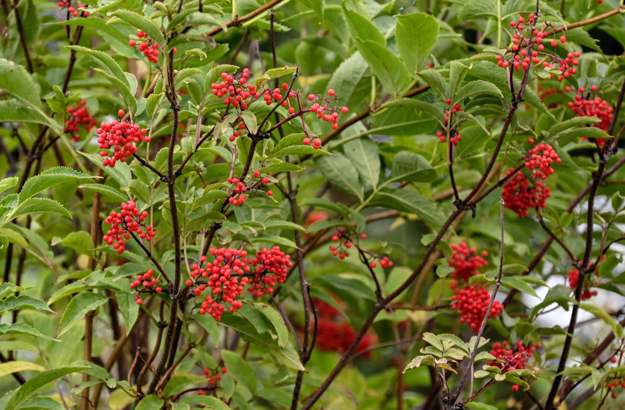 Image of Sambucus racemosa specimen.