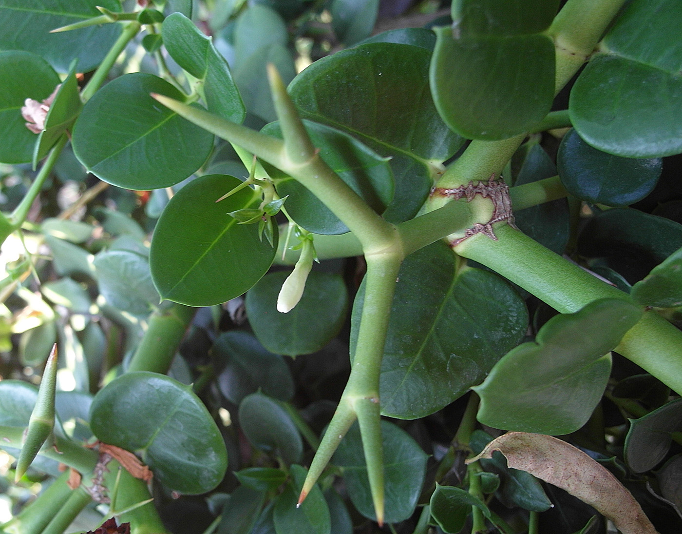 Изображение особи Carissa macrocarpa.